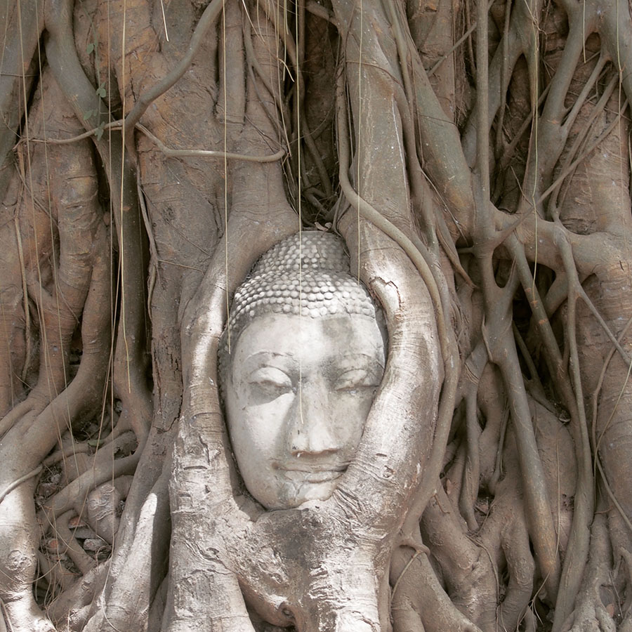 instagram thailande ayutthaya tree