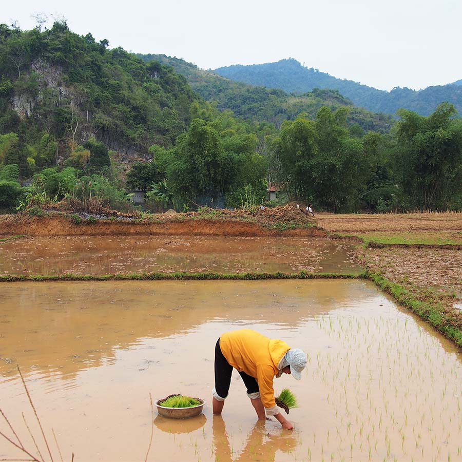 vietnam mai chau recolte